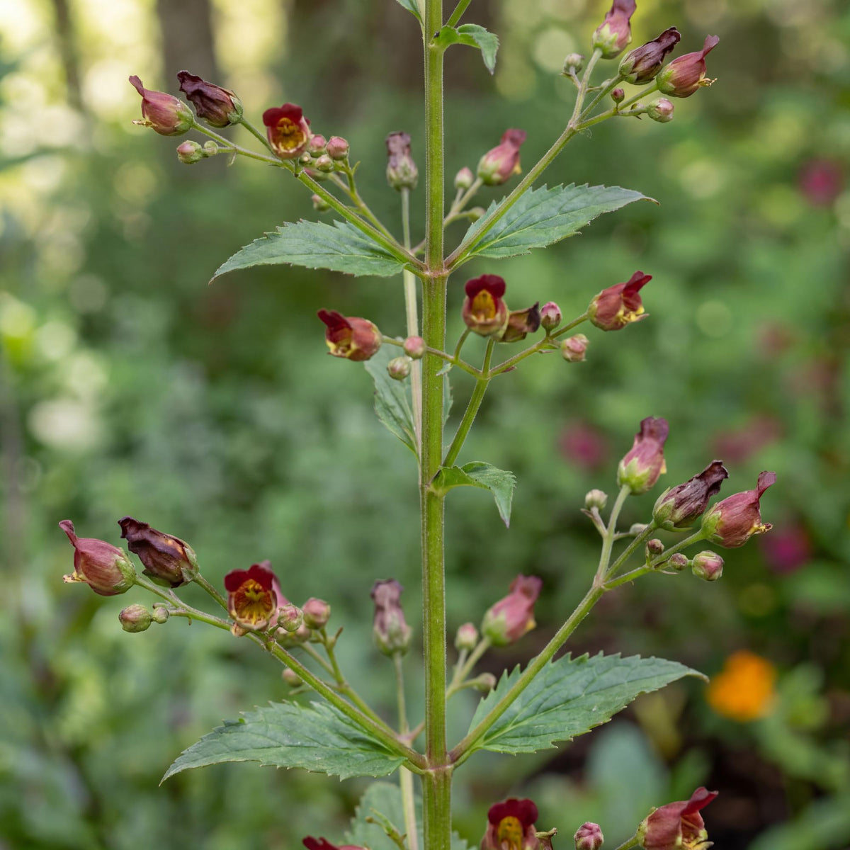 California Figwort carries green leaves along upright stems that rise from a narrow clump.