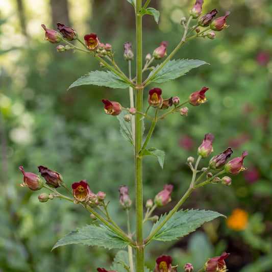 California Figwort carries green leaves along upright stems that rise from a narrow clump.