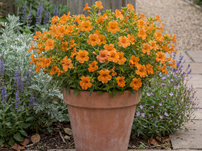 Orange Mai Tai Mimulus