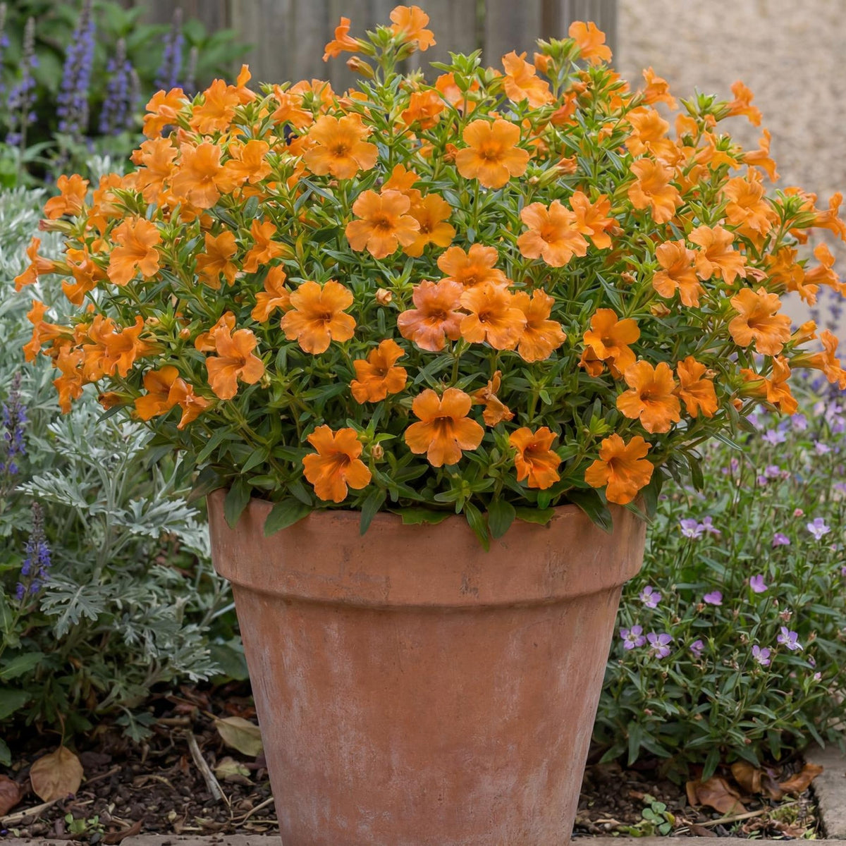 Orange Mai Tai Mimulus
