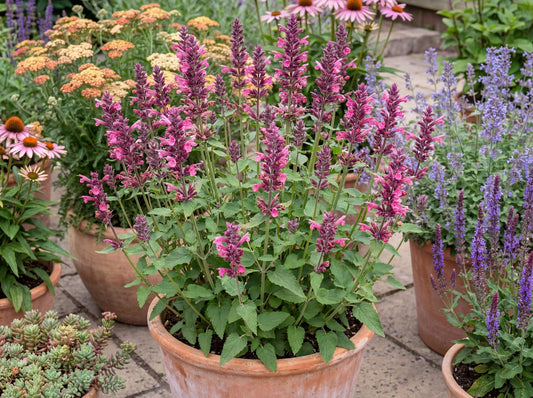 Danish Delight Anise Hyssop