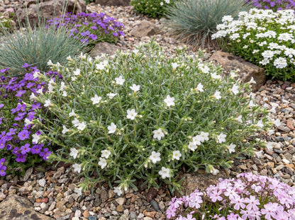 Alba Lithodora