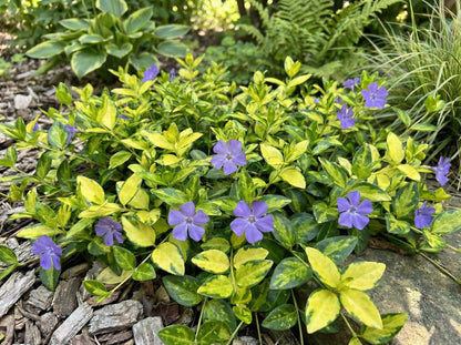 Illumination Periwinkle