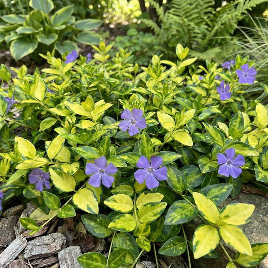 Illumination Periwinkle