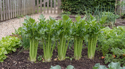 Tango Celery