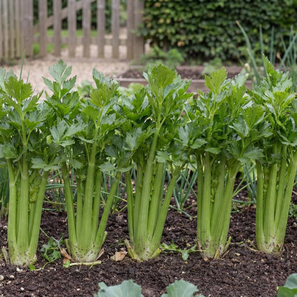 Tango Celery