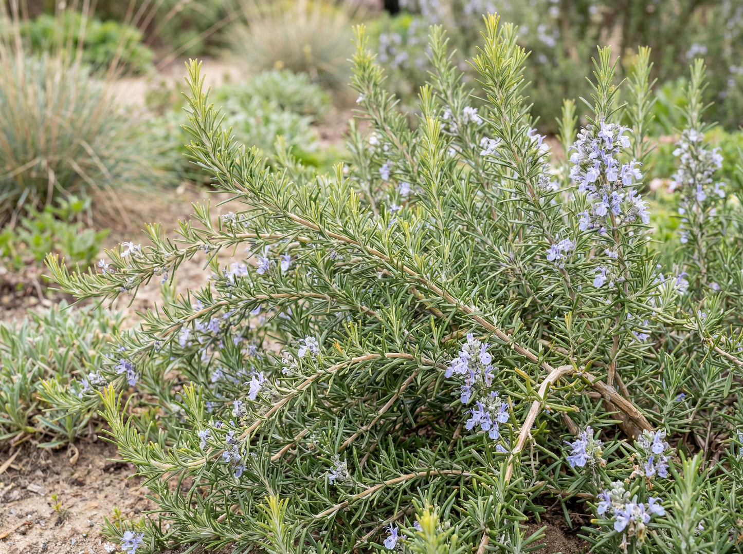Creeping Rosemary