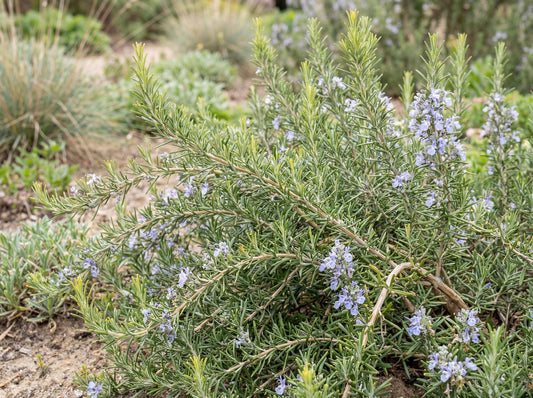 Creeping Rosemary