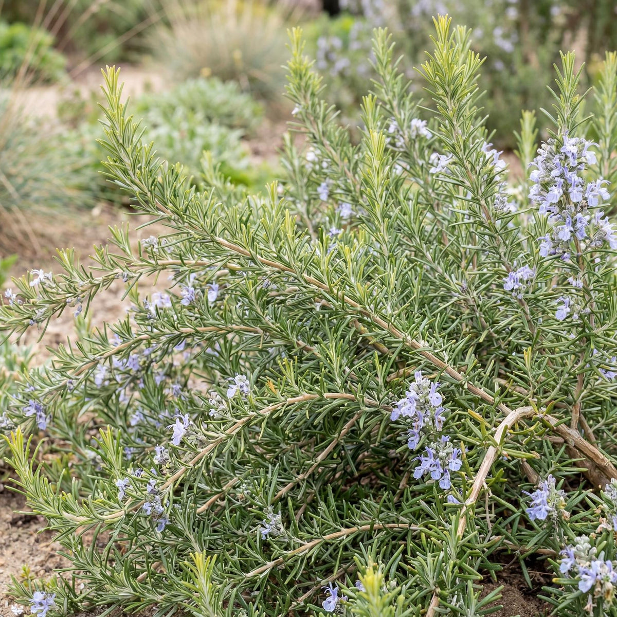 Creeping Rosemary