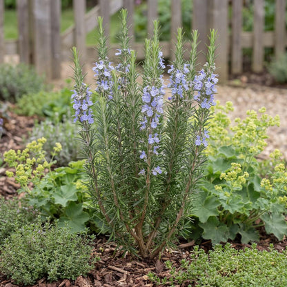 Barbecue Rosemary blooms soft purple-blue along its stems in season, above dark needlelike foliage