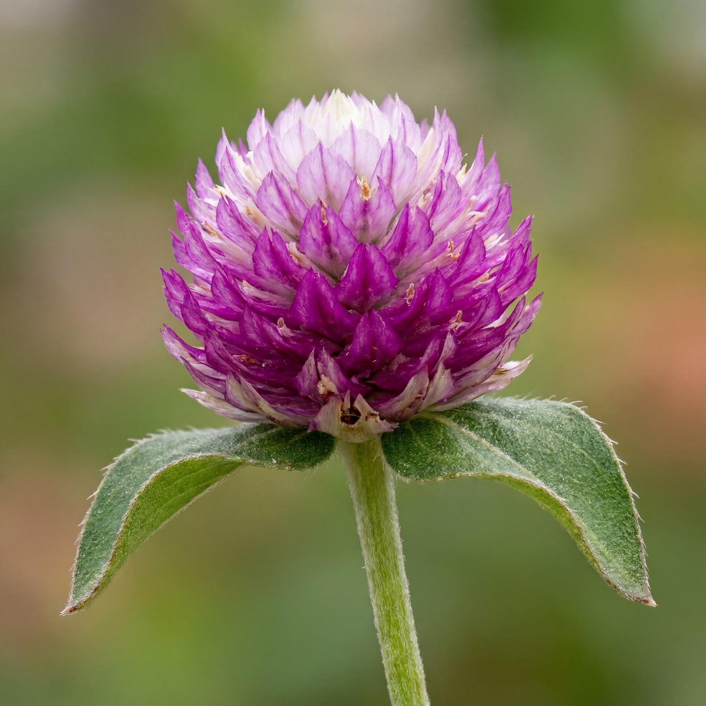 Purple Bachelor's Button