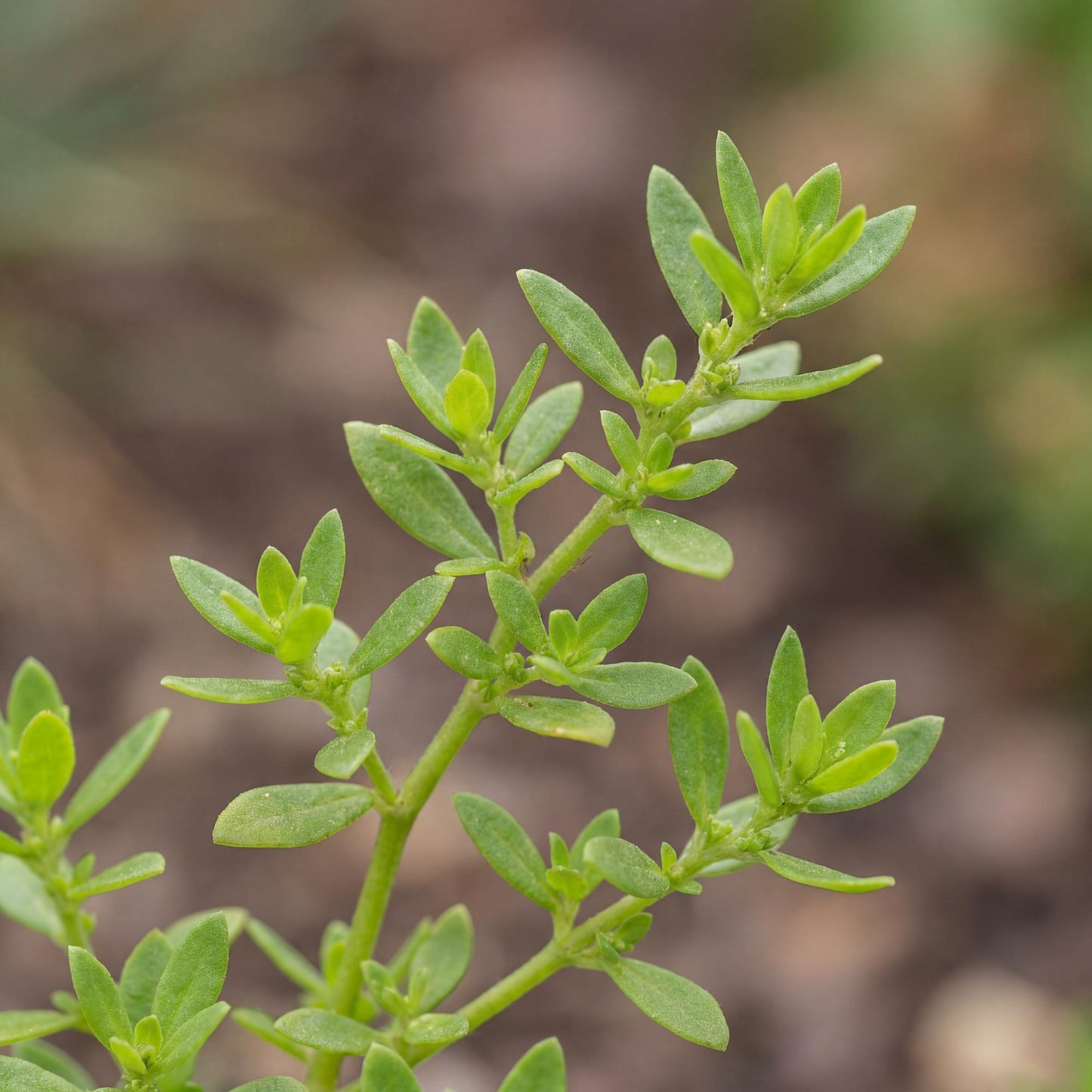 Rupturewort