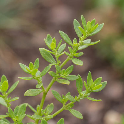 Rupturewort