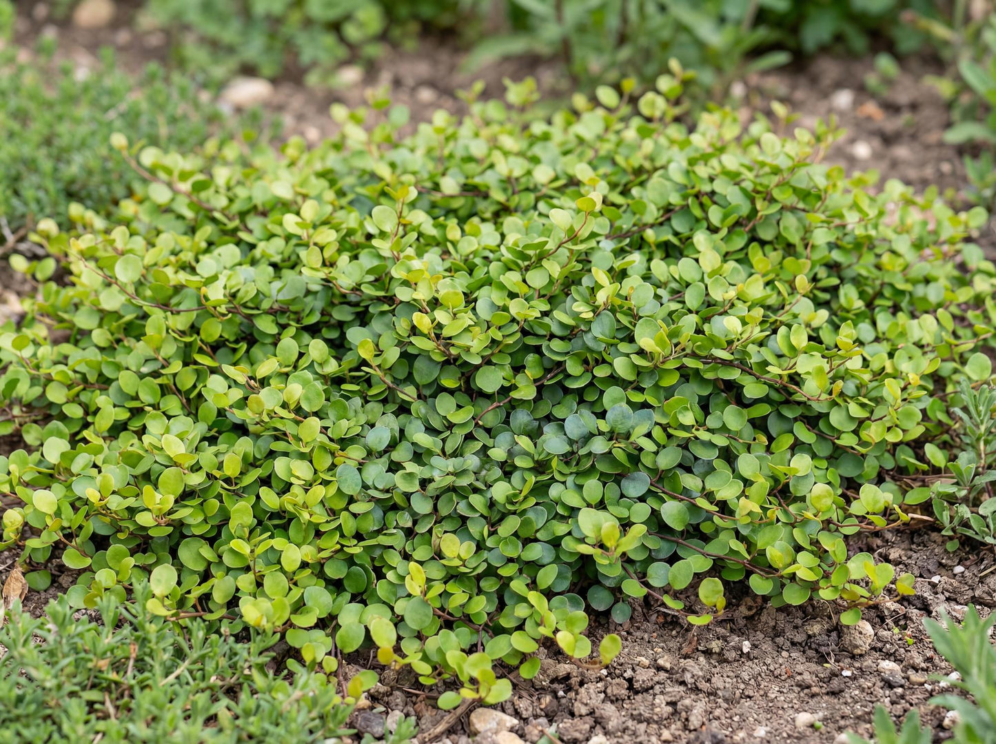 Creeping Wire Vine