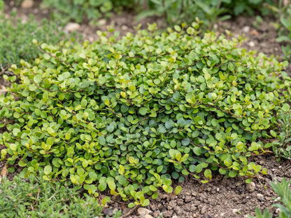 Creeping Wire Vine