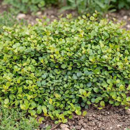 Creeping Wire Vine