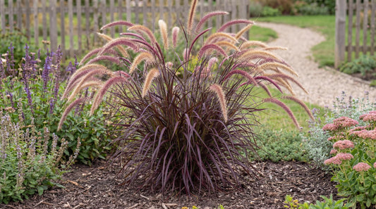 Rubrum Purple Fountain Grass