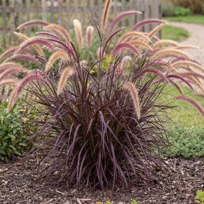 Rubrum Purple Fountain Grass