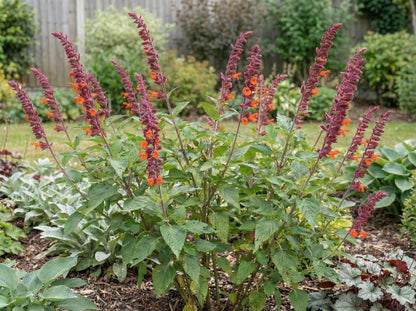 Red Velvet Sage