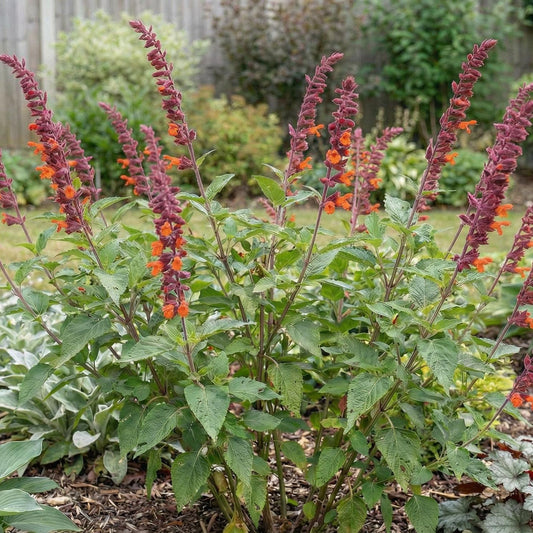 Red Velvet Sage