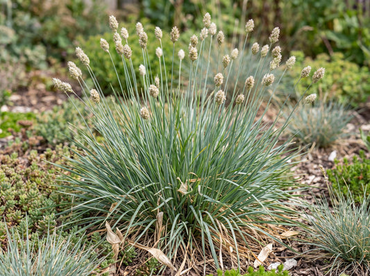 Greenlee Hybrid Moor Grass