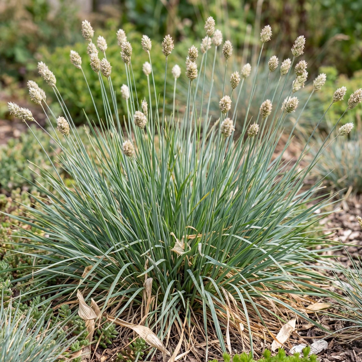 Greenlee Hybrid Moor Grass