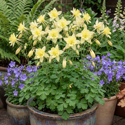 Yellow Kirigami Columbine