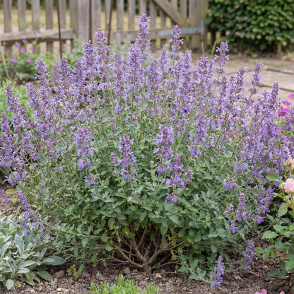 Walker's Low Catmint