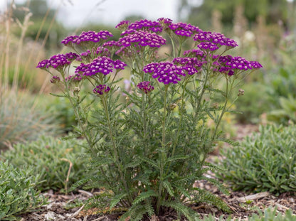 New Vintage Violet Yarrow