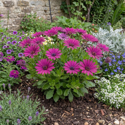 Midnight Purple African Daisy
