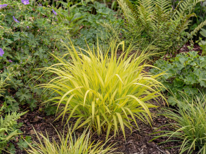 Bowles' Golden Grass
