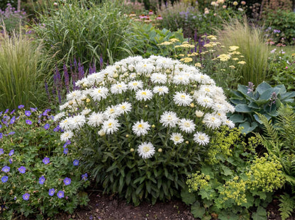 Crazy Daisy Shasta Daisy