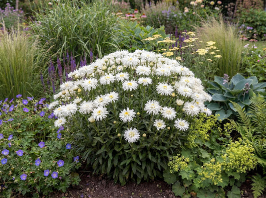 Crazy Daisy Shasta Daisy