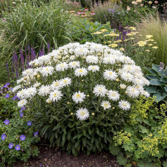 Crazy Daisy Shasta Daisy