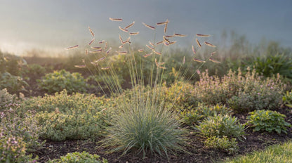 Blue Grama Grass
