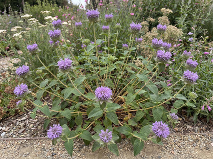 Russian River Coyote Mint