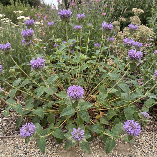 Russian River Coyote Mint