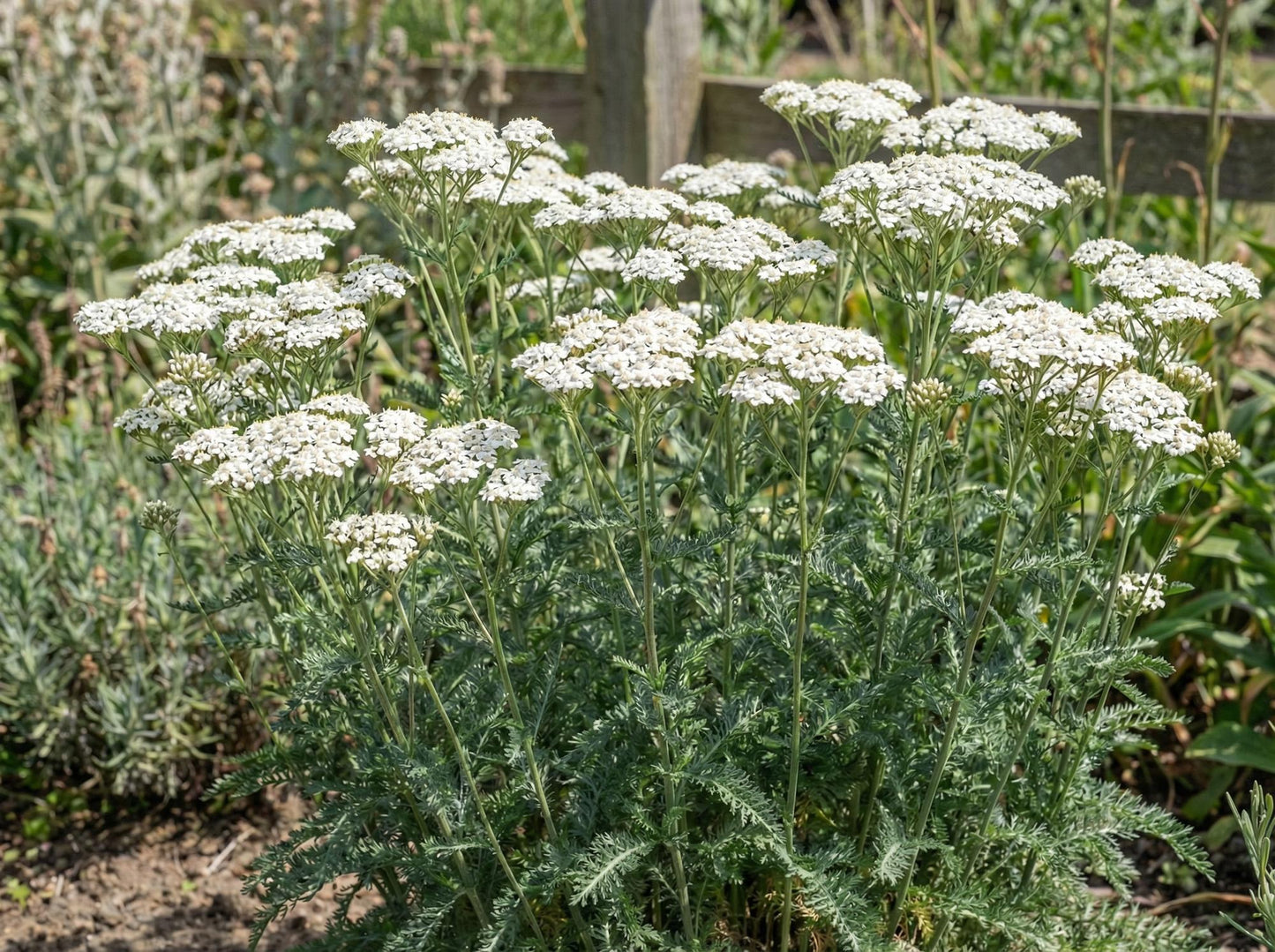 White Beauty Yarrow