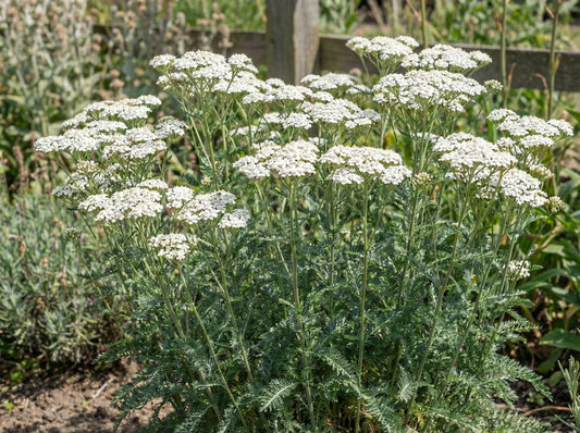 White Beauty Yarrow