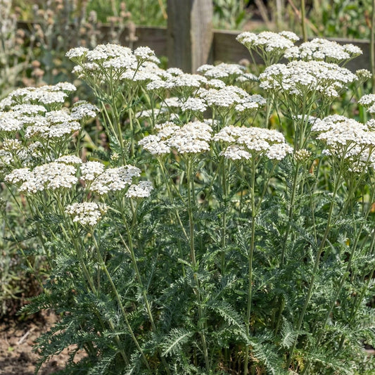 White Beauty Yarrow
