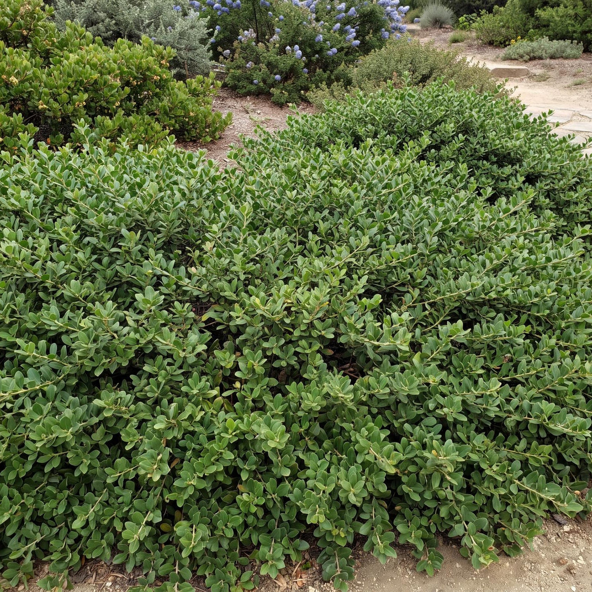 Pigeon Point Baccharis, Baccharis pilularis, in a 4-inch pot, with dark green foliage on spreading ground-cover growth