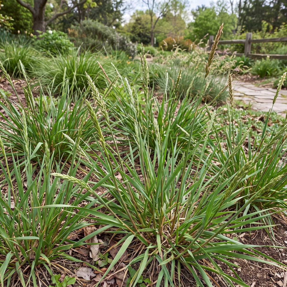 Lagunita Creeping Wildrye