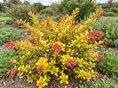 Golden Carpet Escallonia