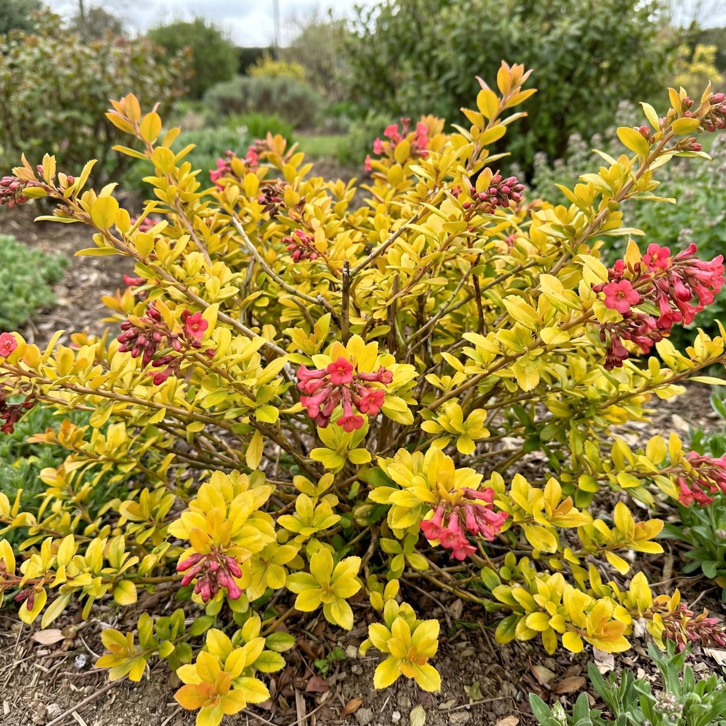 Golden Carpet Escallonia in a 4-inch pot, bright lime-green evergreen leaves on a low spreading mound