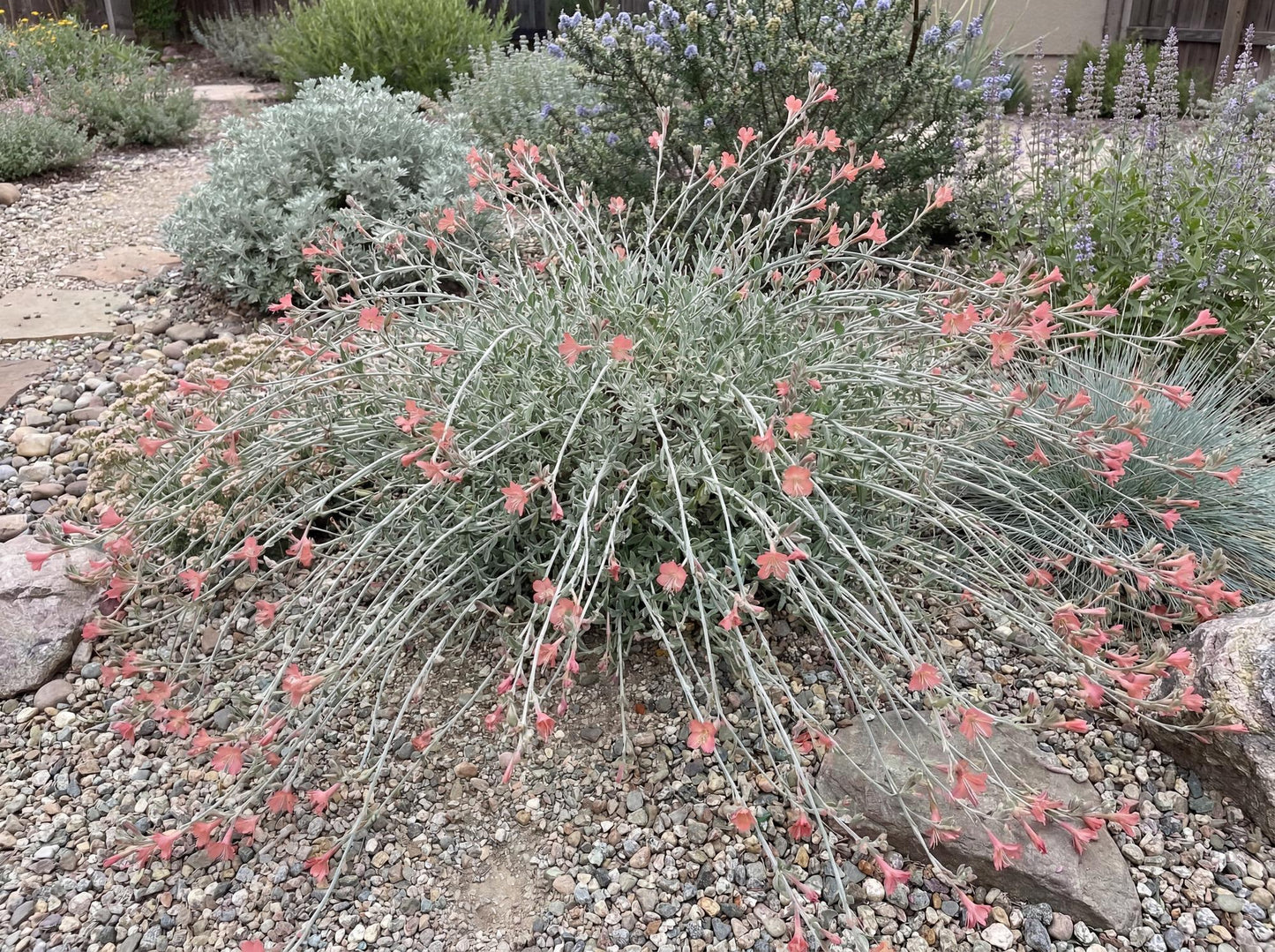 Marin Pink California Fuchsia
