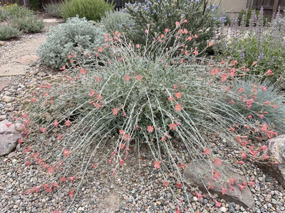 Marin Pink California Fuchsia