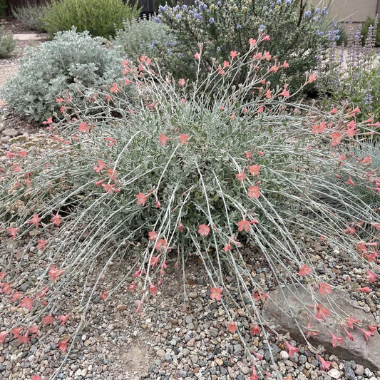 Marin Pink California Fuchsia