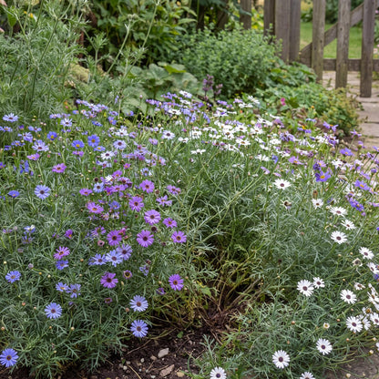 Blue Swan River Daisy
