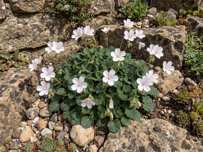 Album Erodium