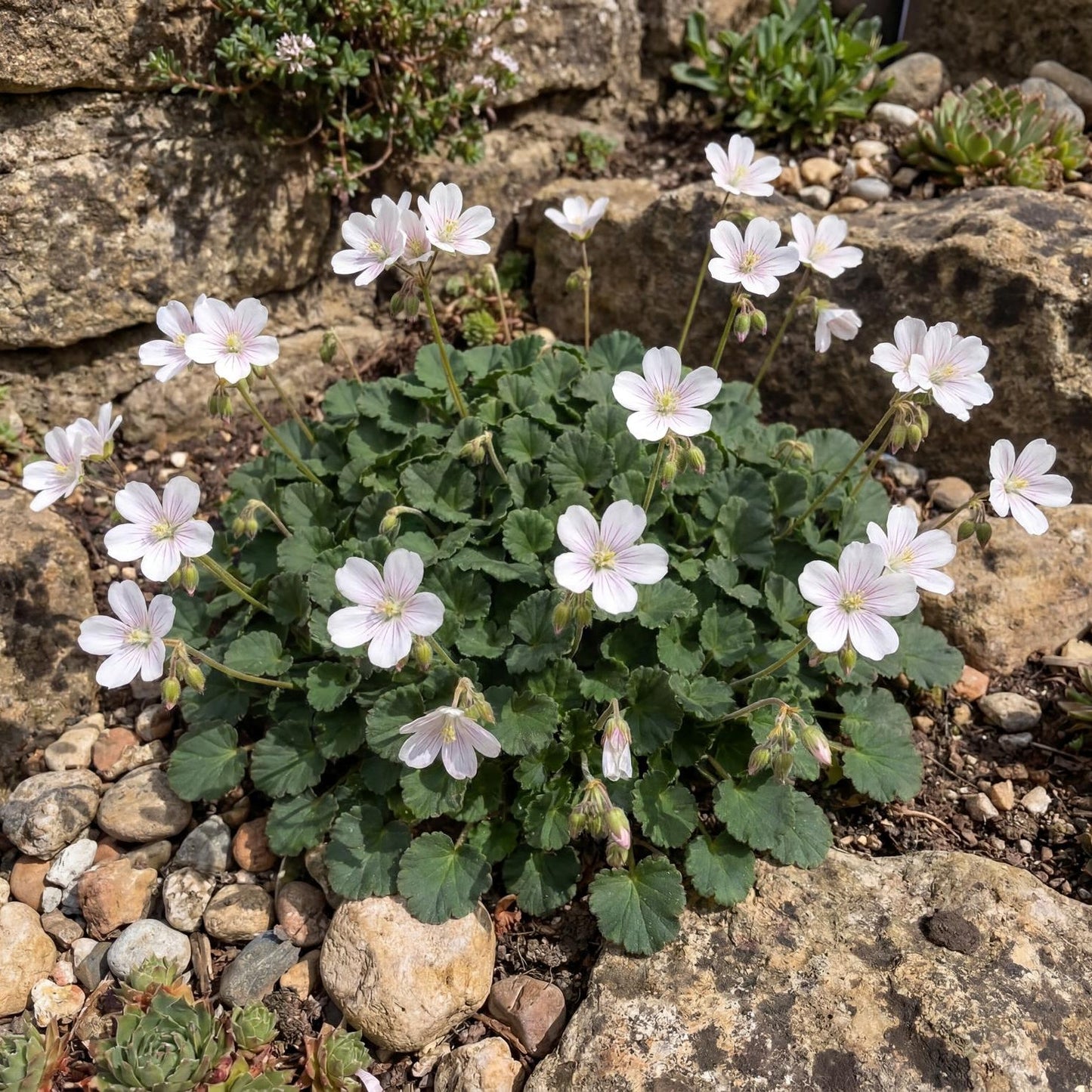 Album Erodium